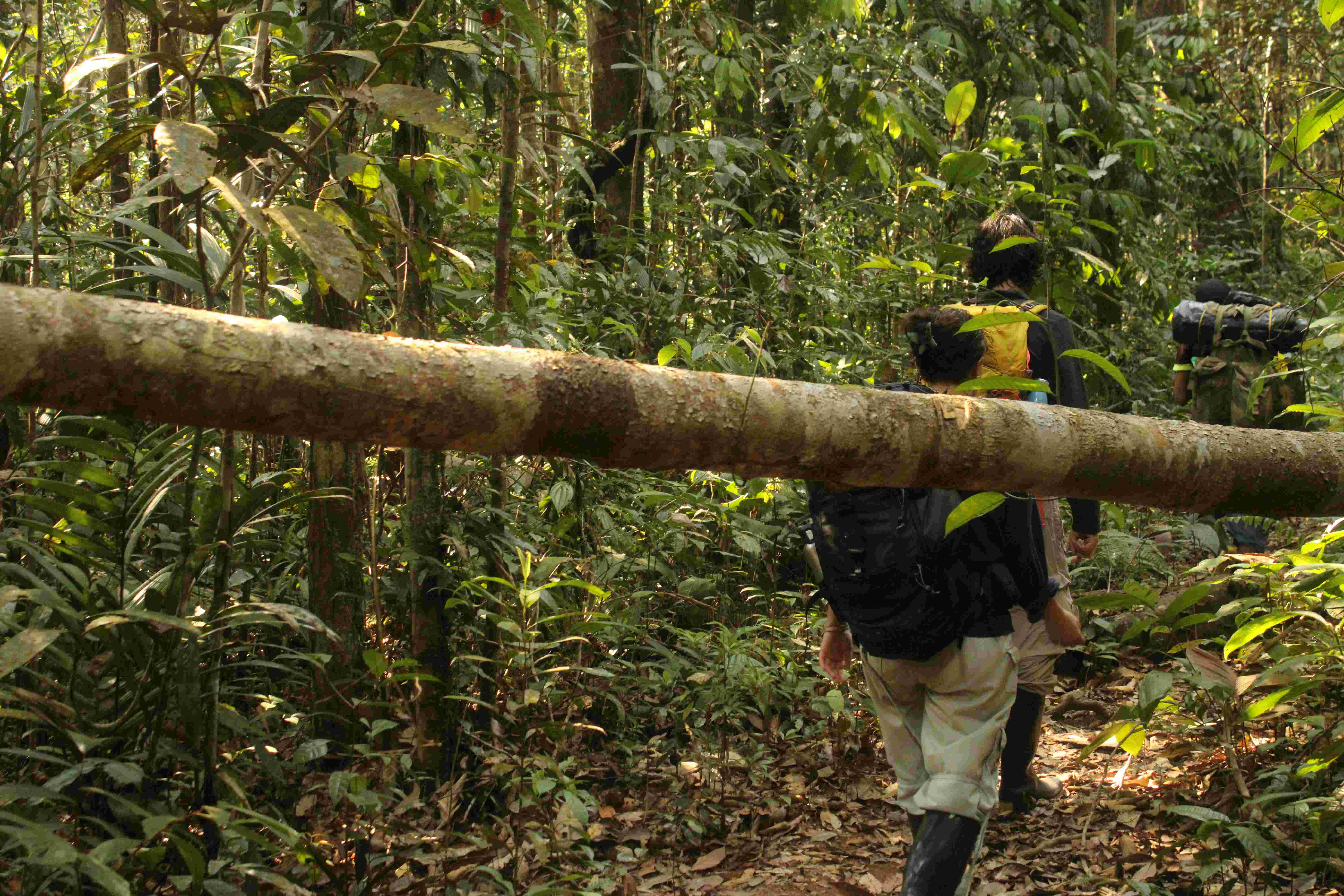 Combo Amazonas. Three borders and jungle trek.